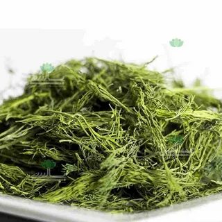 خرید عمده انواع شوید خشک اعلا با قیمت ویژه